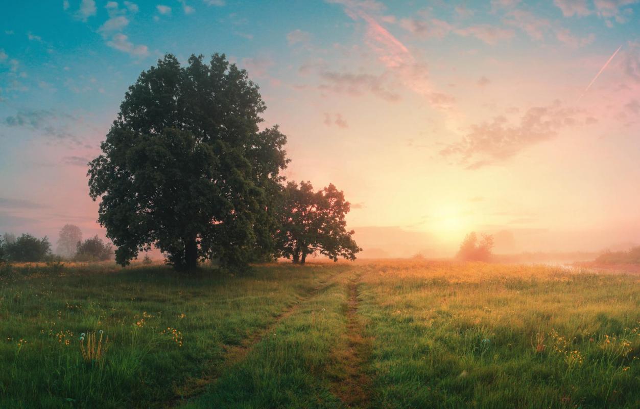 Field at sunset